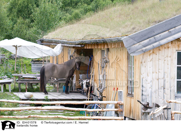 Islnder / Icelandic horse / EH-01578