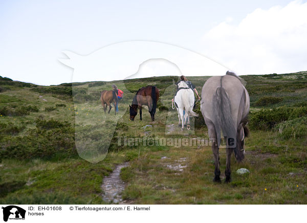 horses / EH-01608