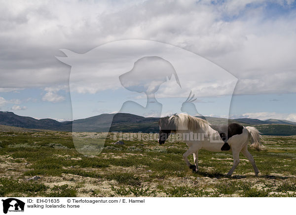 walking Icelandic horse / EH-01635