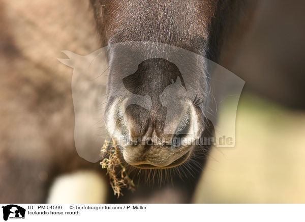 Islnder Maul / Icelandic horse mouth / PM-04599