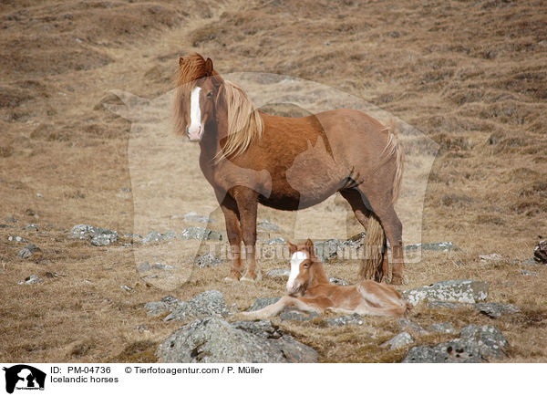 Islnder / Icelandic horses / PM-04736