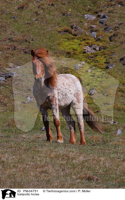 Islnder / Icelandic horse / PM-04751