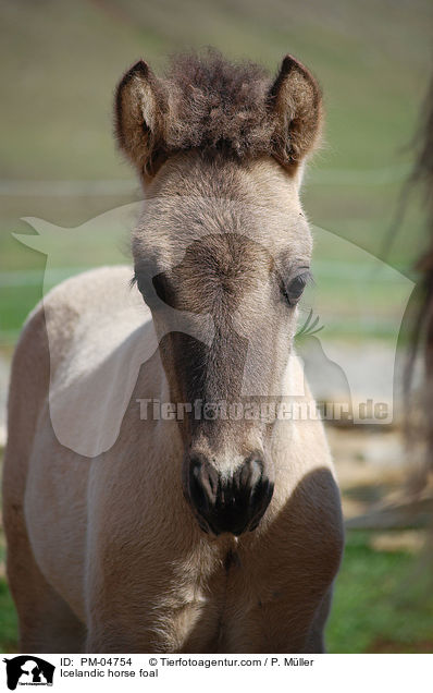Islnder Fohlen / Icelandic horse foal / PM-04754