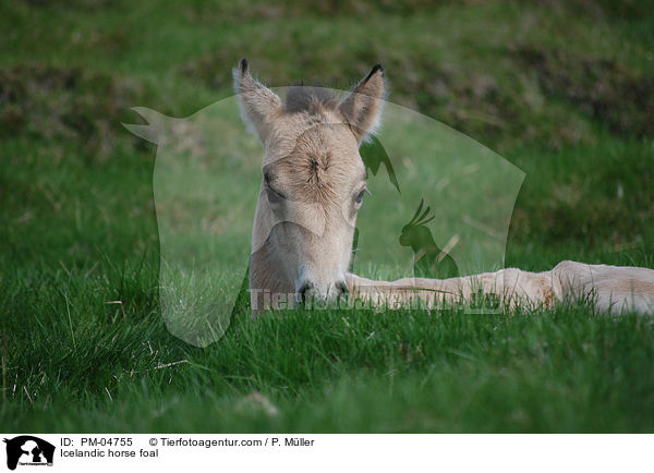 Islnder Fohlen / Icelandic horse foal / PM-04755