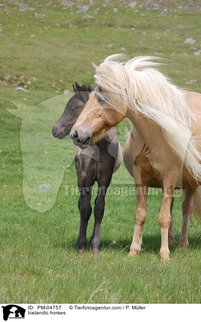 Islnder / Icelandic horses / PM-04757