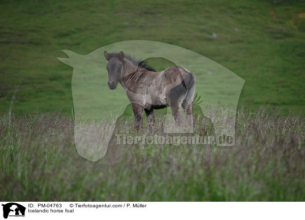Islnder Fohlen / Icelandic horse foal / PM-04763