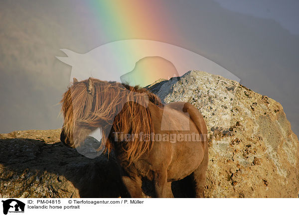 Islnder Portrait / Icelandic horse portrait / PM-04815