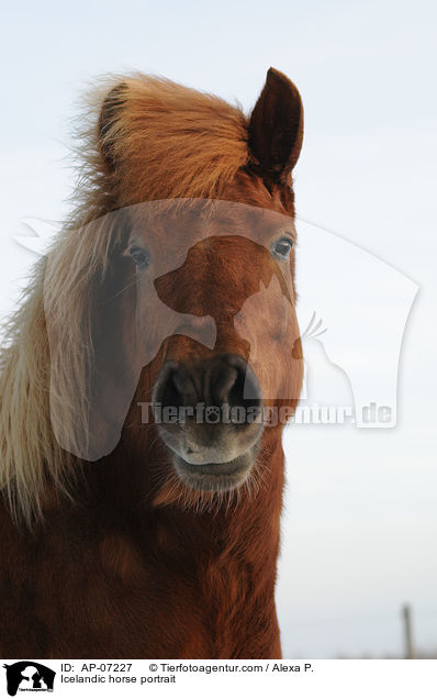 Islnder Portrait / Icelandic horse portrait / AP-07227