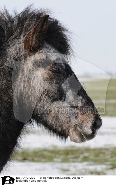 Islnder Portrait / Icelandic horse portrait / AP-07229