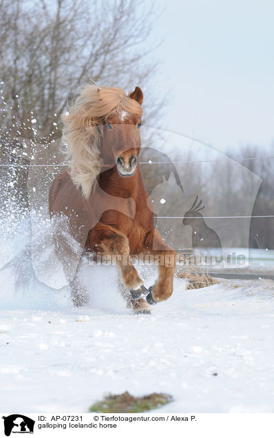 galoppierender Islnder / galloping Icelandic horse / AP-07231