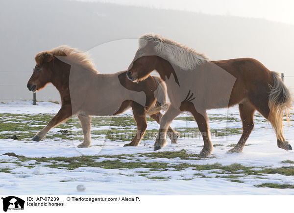 Islnder / Icelandic horses / AP-07239