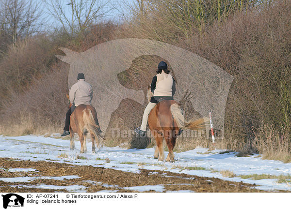 Ausritt mit Islndern / riding Icelandic horses / AP-07241