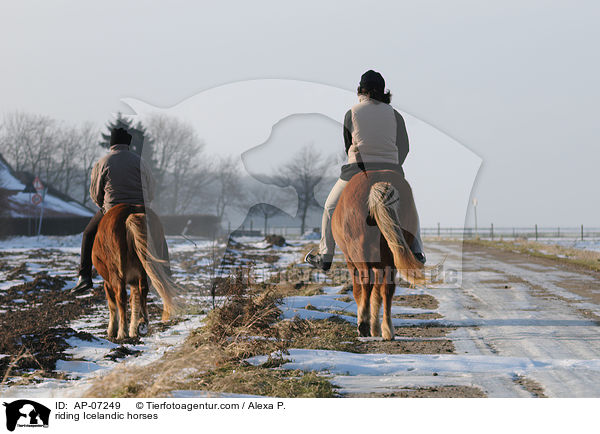 Ausritt mit Islndern / riding Icelandic horses / AP-07249