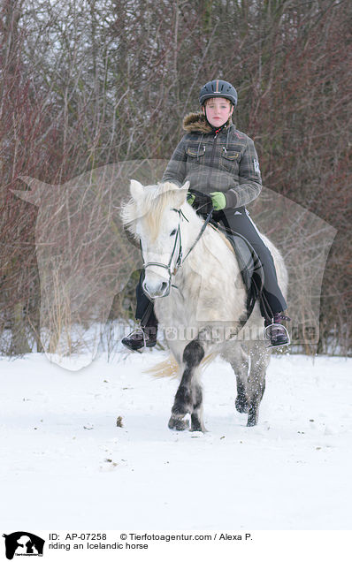 Ausritt mit Islnder / riding an Icelandic horse / AP-07258