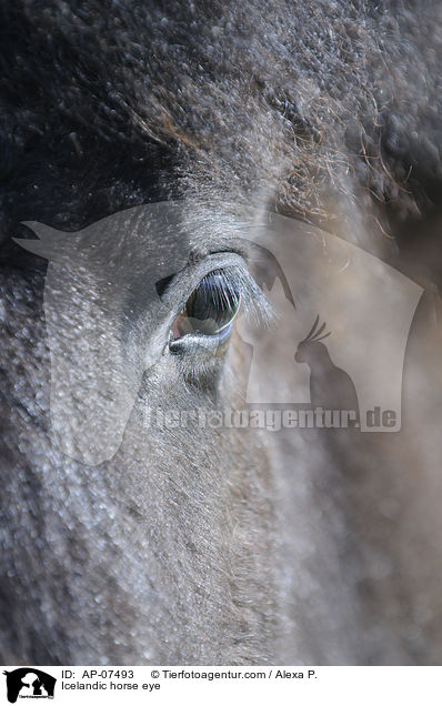Islnder Auge / Icelandic horse eye / AP-07493