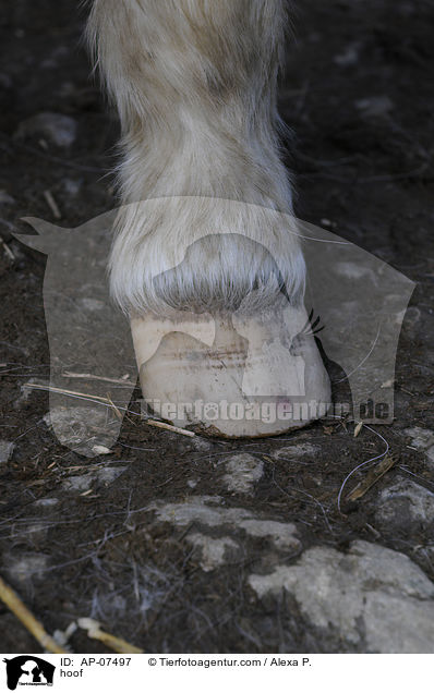 Huf / hoof / AP-07497