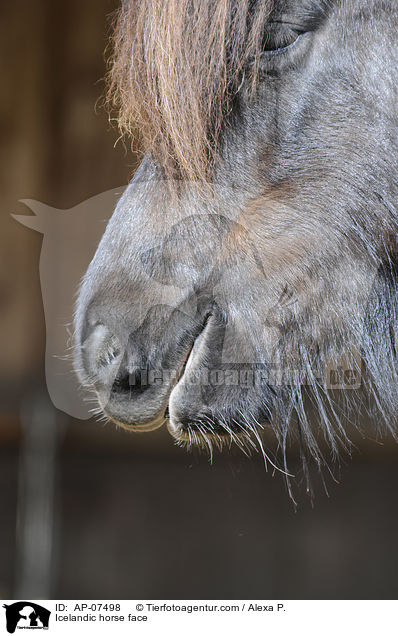 Islnder Gesicht / Icelandic horse face / AP-07498