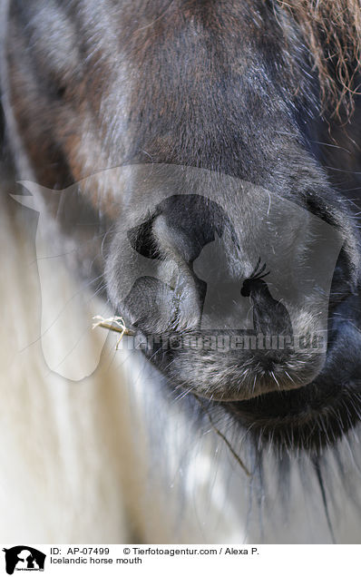 Islnder Maul / Icelandic horse mouth / AP-07499