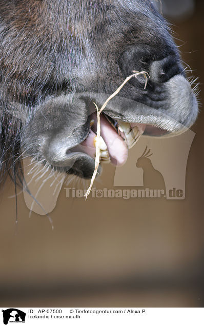 Islnder Maul / Icelandic horse mouth / AP-07500