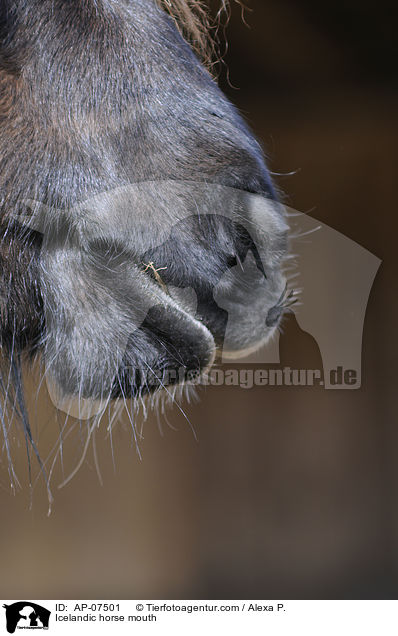 Islnder Maul / Icelandic horse mouth / AP-07501