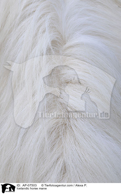 Islnder Mhne / Icelandic horse mane / AP-07503