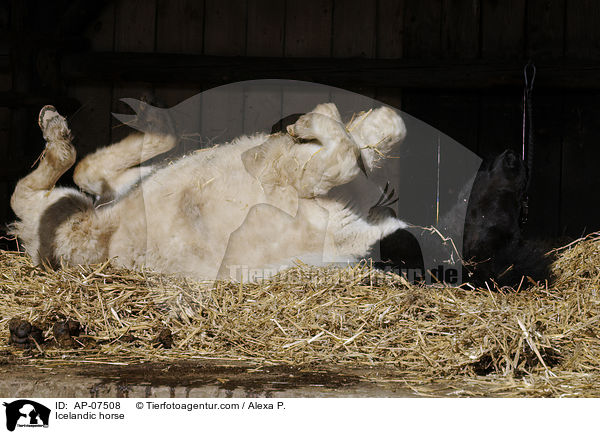 Islnder / Icelandic horse / AP-07508