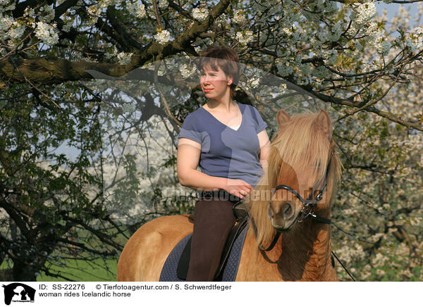 Frau reitet Islnder / woman rides Icelandic horse / SS-22276