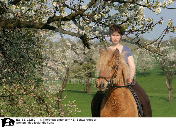 Frau reitet Islnder / woman rides Icelandic horse / SS-22282