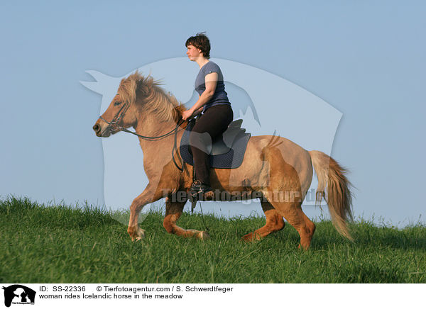 woman rides Icelandic horse in the meadow / SS-22336