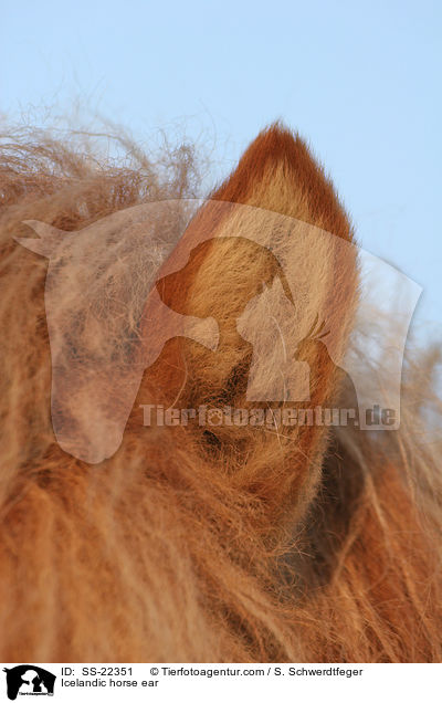 Islnder Ohr / Icelandic horse ear / SS-22351