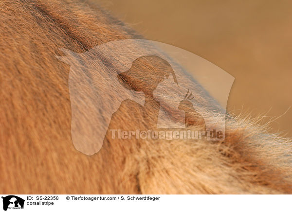 Aalstrich / dorsal stripe / SS-22358