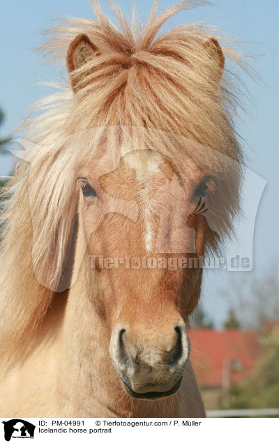 Icelandic horse portrait / PM-04991