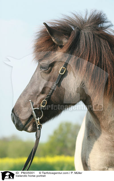 Islnder Portrait / Icelandic horse portrait / PM-05001
