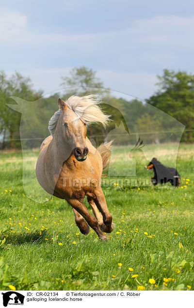 galloping Icelandic horse / CR-02134