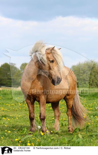 Icelandic horse / CR-02139