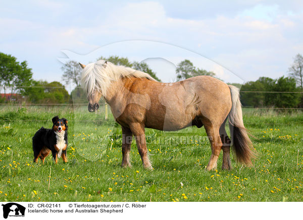 Icelandic horse and Australian Shepherd / CR-02141