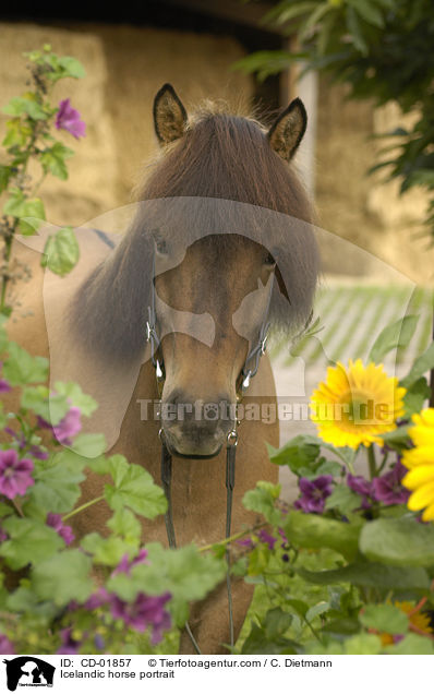 Islnder Portrait / Icelandic horse portrait / CD-01857