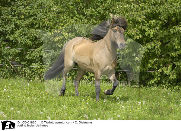 trabender Islnder / trotting Icelandic horse / CD-01860