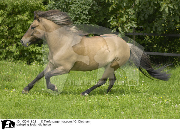 galoppierender Islnder / galloping Icelandic horse / CD-01862