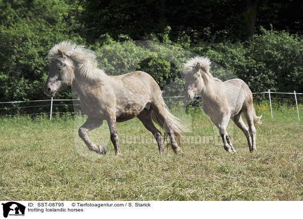 trabende Islnder / trotting Icelandic horses / SST-08795
