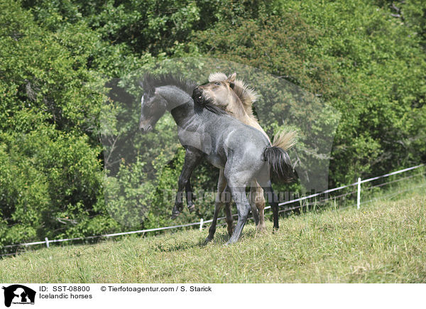 Islnder / Icelandic horses / SST-08800