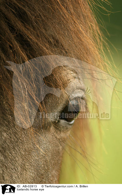 Islnder Auge / Icelandic horse eye / AB-02813