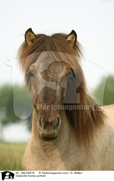 Islnder Portrait / Icelandic horse portrait / AB-02816