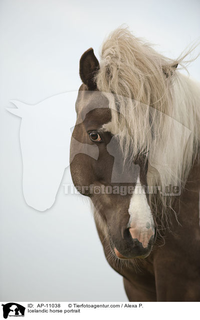 Islnder Portrait / Icelandic horse portrait / AP-11038
