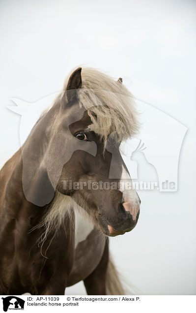Islnder Portrait / Icelandic horse portrait / AP-11039
