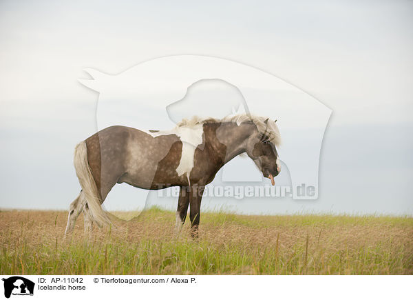 Islnder / Icelandic horse / AP-11042