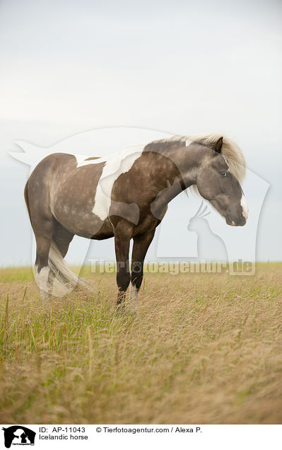 Islnder / Icelandic horse / AP-11043