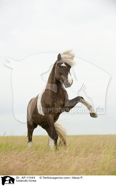 Islnder / Icelandic horse / AP-11044