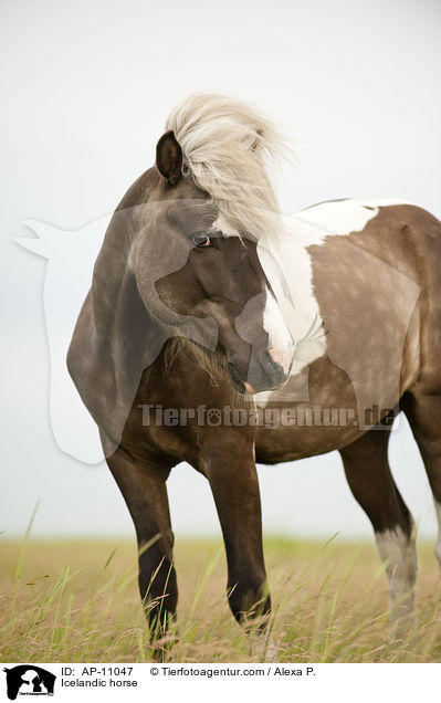 Icelandic horse / AP-11047