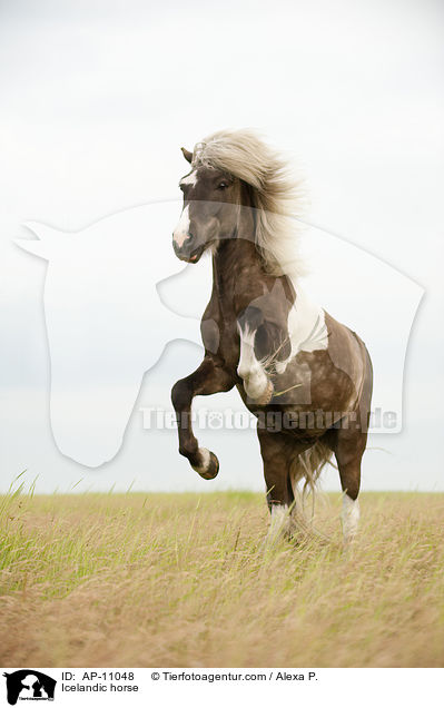 Islnder / Icelandic horse / AP-11048